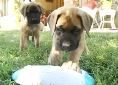 Amazing Video: Now its the Turn of Puppies to Play The Toy Piano