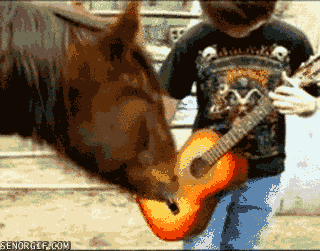 Animals Playing Guitar: Funny Animated GIFs