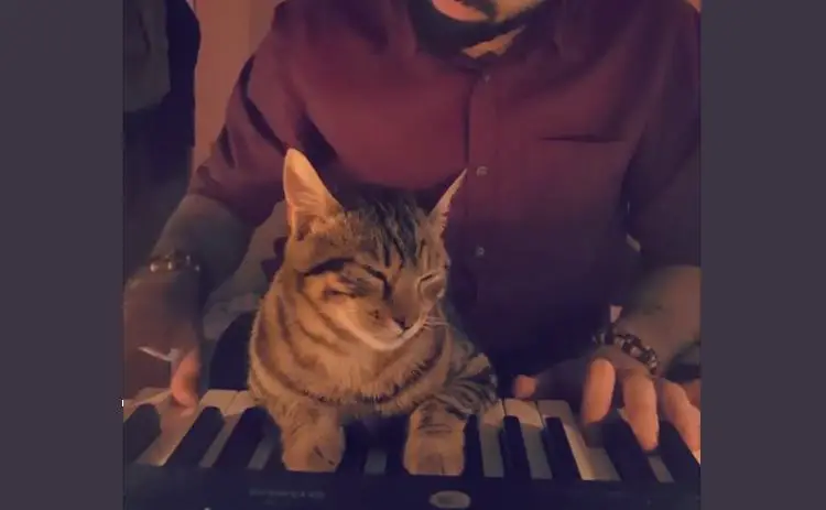 cats enjoying piano playing
