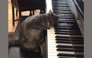 nora the piano playing cat