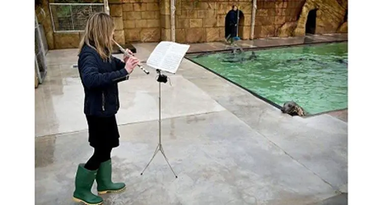 Seal pups enjoy classical music